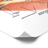 頸部の血管 ポスター (角)