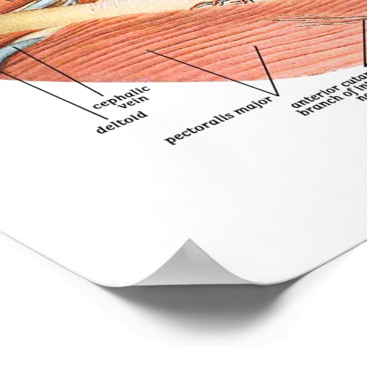 頸部の血管 ポスター (角)