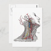 頸部の解剖学 ポストカード (正面/裏面)