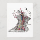頸部の解剖学 ポストカード (正面)