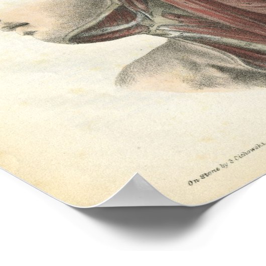 頸部解剖学プリントの筋肉 ポスター (角)