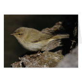 頸静脈葉 (正面横)