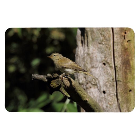 頸静脈葉 マグネット (横)