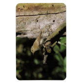 頸静脈葉 マグネット (縦)