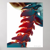 頸骨 ポスター (正面)