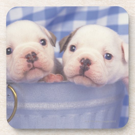 頻繁に英国のブルドッグ呼ばれるブルドッグ、 コースター (正面)