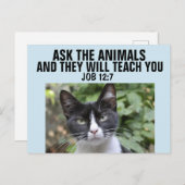 頼教え猫はこの猫 ポストカード (正面/裏面)