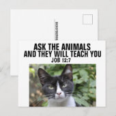 頼教え猫はこの猫 ポストカード (正面/裏面)
