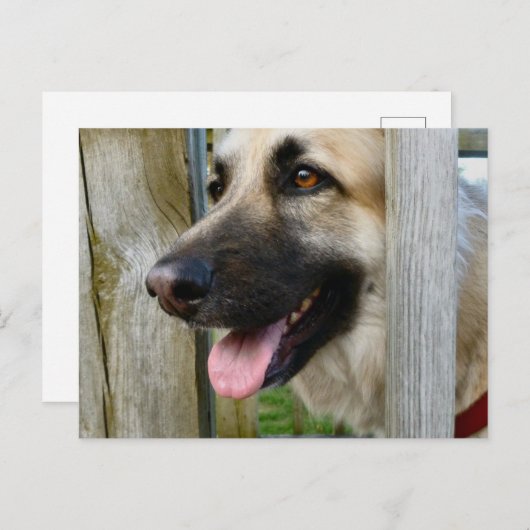 額入り ポストカード (正面/裏面)