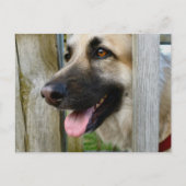 額入り ポストカード (正面)