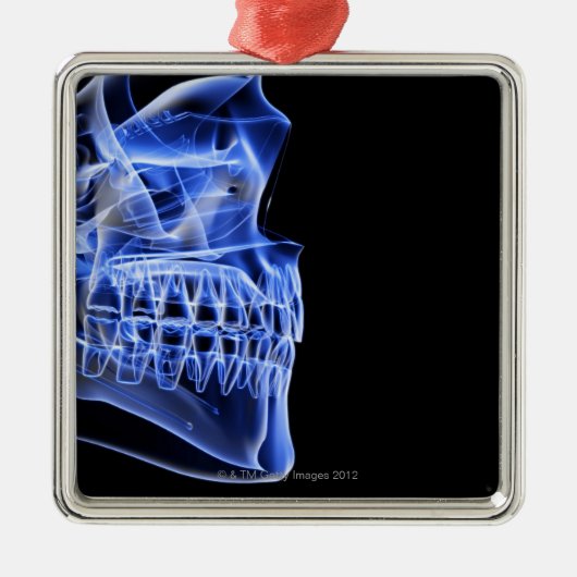 顎の骨 メタルオーナメント (正面)
