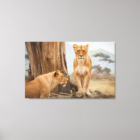 顔から顔へライオンズウォールアート キャンバスプリント (正面)