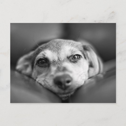 顔から顔 ポストカード (正面)