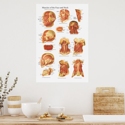 顔と頸部チャートの筋肉の構造 ポスター (キッチン)
