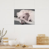 顔にしっぽを乗せた白い犬の写真 グレー ポスター (キッチン)