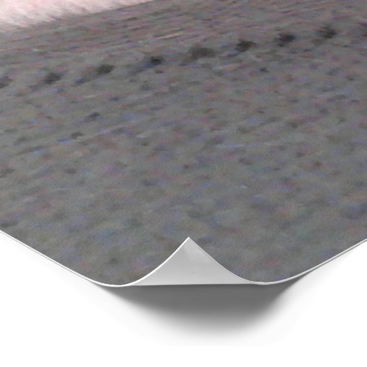 顔に反り尾を持つ白犬の写真 ポスター (角)