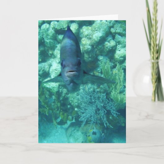 顔に魚カード シーズンカード (正面)