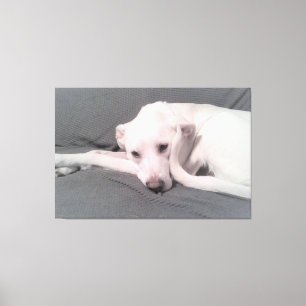 顔の前にくるった尾を持つ白い犬の写真 キャンバスプリント
