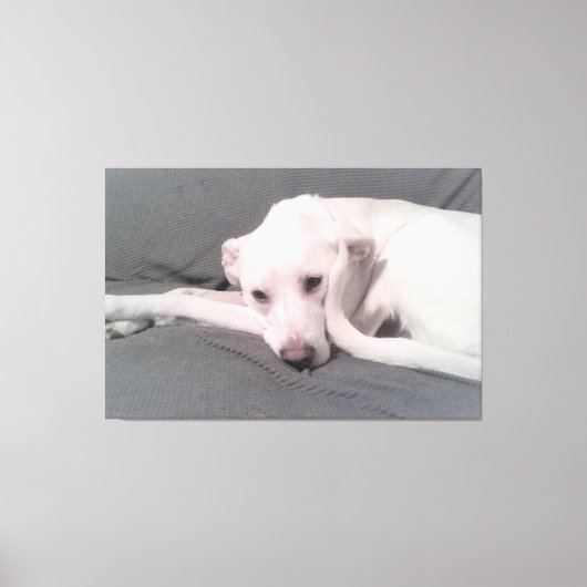 顔の前にくるった尾を持つ白い犬の写真 キャンバスプリント (正面)