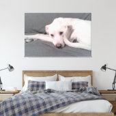 顔の前にくるった尾を持つ白い犬の写真 キャンバスプリント (インサイチュ (寝室))