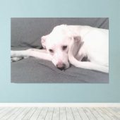 顔の前にくるった尾を持つ白い犬の写真 キャンバスプリント (インサイチュ (ウッドフロア))