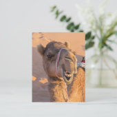 顔の表情おもしろいのラクダ – オマーン ポストカード (スタンド正面)