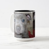 顔の(犬)スタッフォードブル・テリア犬の ツートーンマグカップ (正面左)