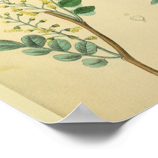 顔動脈薬用植物解剖学アートプリント ポスター (角)