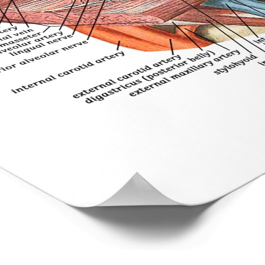 顔構造 ポスター (角)