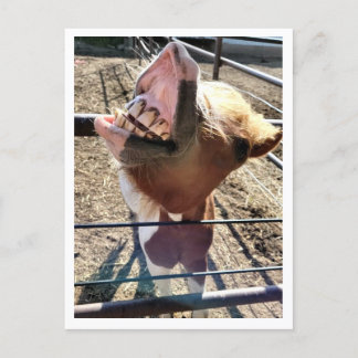 顔間抜けはがき ポストカード