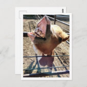 顔間抜けはがき ポストカード (正面/裏面)