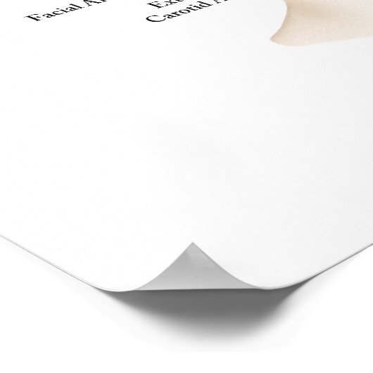 顔面血管解剖学 ポスター (角)