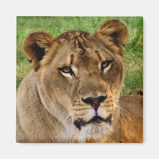 顔 マグネット (正面)