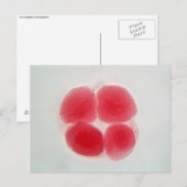 顕微鏡で受精卵細胞 ポストカード (正面/裏面)