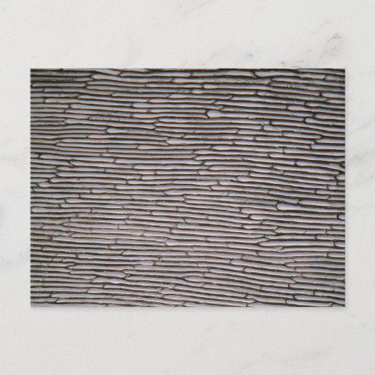 顕微鏡で玉ねぎの表皮の細胞をシャロット ポストカード (正面)