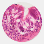 顕微鏡の下の繊毛上皮。 ラウンドシール (正面)