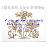 顕微鏡の野生動植物のカレンダー カレンダー (カバー)