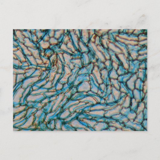 顕微鏡下のピーマン細胞 ポストカード (正面)