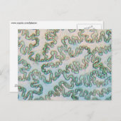 顕微鏡下のピーマン表皮 ポストカード (正面/裏面)