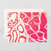 顕微鏡下の睾丸細胞 ポストカード (正面/裏面)