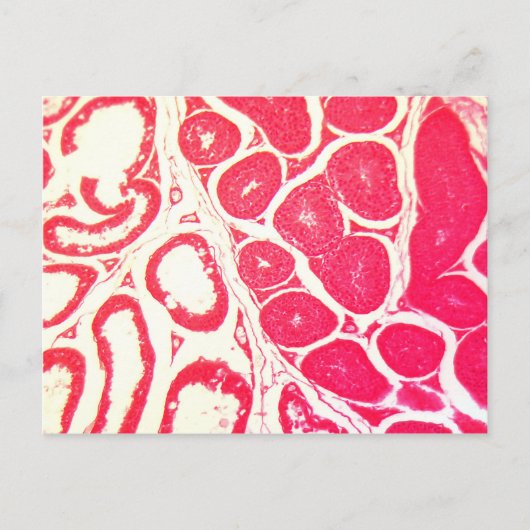 顕微鏡下の睾丸細胞 ポストカード (正面)