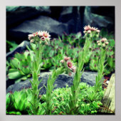 顕花多肉類 ポスター (正面)