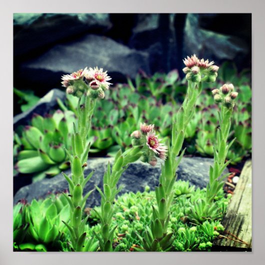 顕花多肉類 ポスター (正面)