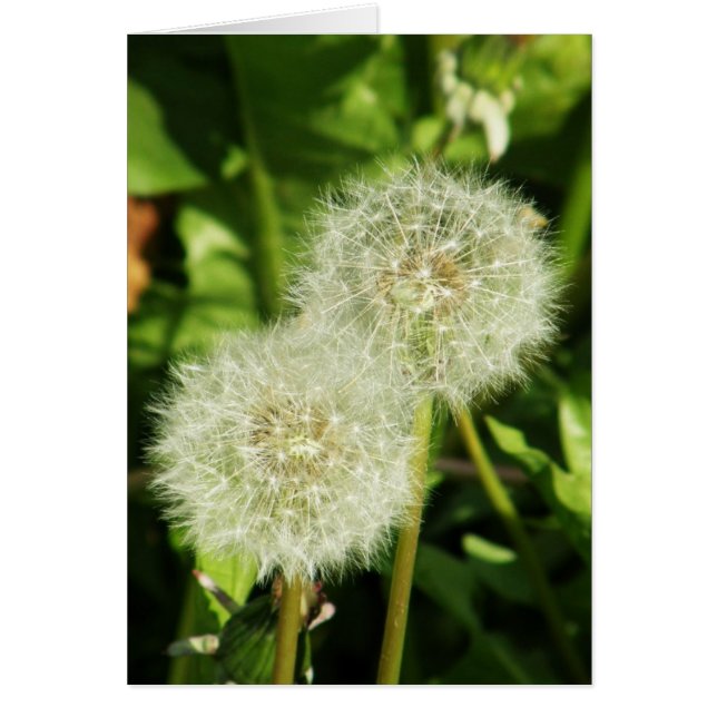 願いを作って下さい (正面)