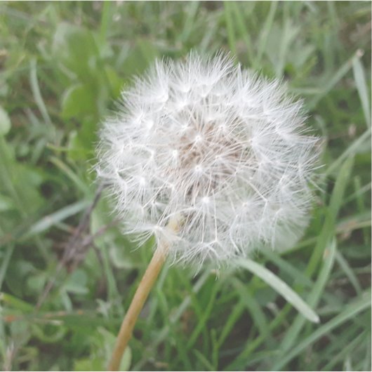 願いを叶える シール (正面)