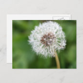 願いを叶えろ!タンデロン ポストカード (正面/裏面)