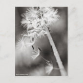 願いを送り出す ポストカード (正面)