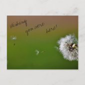 願い ポストカード (正面)