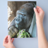 類人猿のいる風景 〜 日本のゴリラが食事中 チラシ (手)