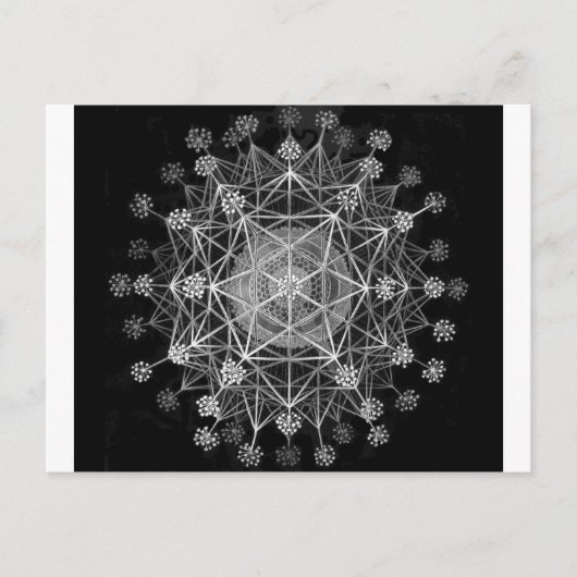 類原生動物 ポストカード (正面)